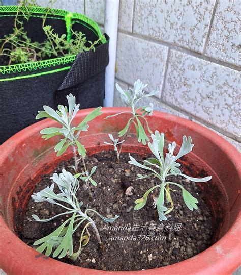 門口種芙蓉|【家庭有菜】芙蓉種植的四個技巧，不怕你種不起來